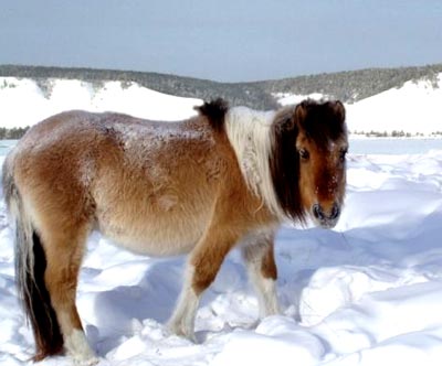 Yakut Horse
