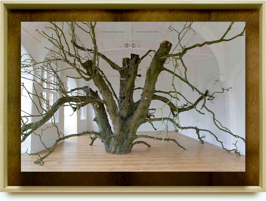 Anya Gallaccio (b. 1963 in Paisley, Scotland).  That open space within. 2008. A section of a horse chestnut tree, removed from a London park after it died. Installation in Camden Art Centre (contemporary art gallery in North London). www.flickr.com/photos/camdenartscentre/2671123545/in/photostream/