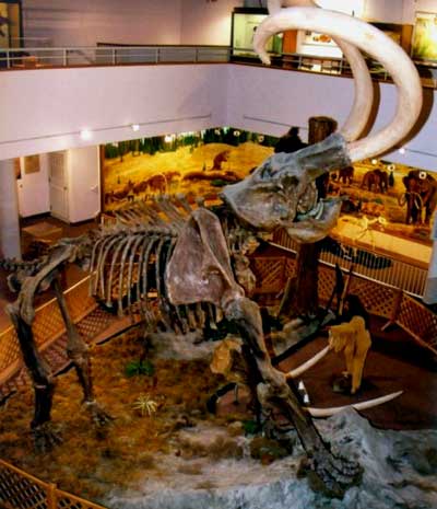 Columbian Mammoth (Mammuthus columbi), College of Eastern Utah. Prehistoric Museum.