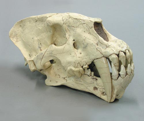 Smilodon, саблезубая кошка Северной Америки