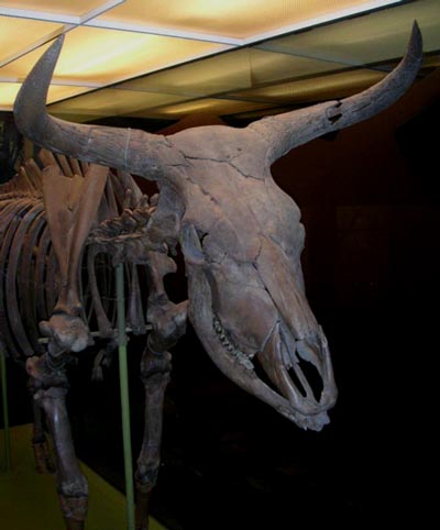 This aurochs is from around 7500 BC and is one of two very well preserved aurochs sceletons found in Denmark. The National Museum of Denmark.