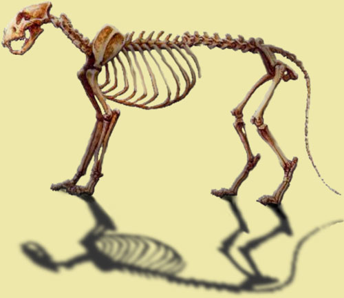 Скелет плейстоценового льва