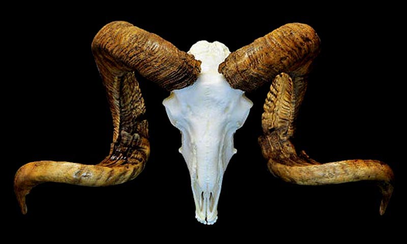 Merino Ram Skull with Horns. Is taken from www.valleyanatomical.com/catalog/